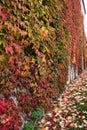 Natural wall of colored leaves. Boston ivy Royalty Free Stock Photo