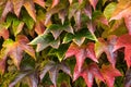 Natural wall of colored leaves. Boston ivy Royalty Free Stock Photo