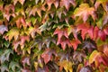Natural wall of colored leaves. Boston ivy Royalty Free Stock Photo