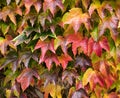 Natural wall of colored leaves. Boston ivy Royalty Free Stock Photo