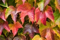 Natural wall of colored leaves. Boston ivy Royalty Free Stock Photo