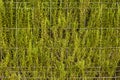 Natural green wall with separation grid