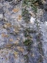 Natural wall rocks stone in a forest with liken. Background or digital use Royalty Free Stock Photo