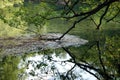 Natural wallpaper of greenery and reflection