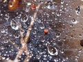 Natural water drop on a spider web in a wild, art of nature