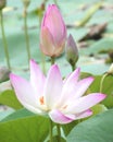 Natural Water Lily, Beautiful sunlight and sunshine in the morning