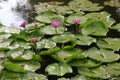 Natural Water Lily Flowers. Color Picture and Image.