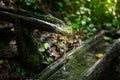 Natural water spring in the green forest Royalty Free Stock Photo