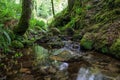 Natural water stream in the forest