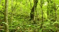 Natural waterfalls, a magnificent setting, a landscape full of greenery