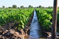 Natural watering of agricultural crops, countryside Royalty Free Stock Photo