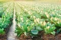 Natural watering of agricultural crops, irrigation. cabbage plantations grow in the field. vegetable rows. farming agriculture