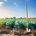 Natural watering of agricultural crops, irrigation. cabbage plantations grow in the field. vegetable rows. farming agriculture. Royalty Free Stock Photo