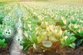 Natural watering of agriculture. High technologies and innovations in agro-industry. Study quality of soil and crop. Scientific