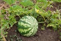 Natural watermelon growing in the field