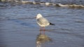 Natural. Way Of Life One Seagull On Baltic Seaside With Evening Light Royalty Free Stock Photo