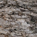 Natural Weathered Grey Taupe Brown Cut Tree Stump Texture, Large Horizontal Detailed Wounded Damaged Vandalized Gray Lumber