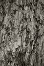 Natural Weathered Grey Taupe Brown Cut Tree Stump Texture Large Vertical Detailed Wounded Damaged Vandalized Gray Background Royalty Free Stock Photo