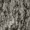 Natural Weathered Grey Taupe Brown Cut Tree Stump Texture Large Vertical Detailed Wounded Damaged Vandalized Gray Background