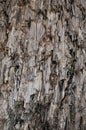 Natural Weathered Grey Taupe Brown Cut Tree Stump Texture Large Vertical Detailed Wounded Damaged Vandalized Lumber Background