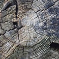 Natural Weathered Grey Taupe Brown Stump Cut Cross Section, Tree Trunk Growth Annual Rings Texture Pattern, Large Horizontal Royalty Free Stock Photo