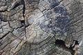 Natural Weathered Grey Taupe Brown Stump Cut Cross Section, Tree Trunk Growth Annual Rings Texture Pattern, Large Horizontal Royalty Free Stock Photo