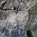 Natural Weathered Grey Taupe Brown Stump Cut Cross Section, Tree Trunk Growth Annual Rings Texture Pattern Background Royalty Free Stock Photo