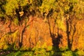 Natural wet orange stone wall with green plants Royalty Free Stock Photo