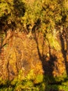 Natural wet orange stone wall with green plants Royalty Free Stock Photo