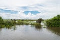 Natural wetland landscape vegetation, near Kampong Phluk floating village, Tonle Sap River, Cambodia Royalty Free Stock Photo