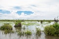 Natural wetland landscape vegetation, near Kampong Phluk floating village, Tonle Sap River, Cambodia Royalty Free Stock Photo