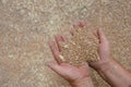 Natural wheat grains