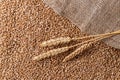 Natural wheat spikes and golden whole grains on burlap sack. Harvesting cereals