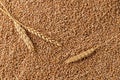 Natural wheat spikes and golden whole grains top view. Harvesting cereals