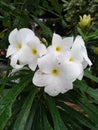 Natural white Araliya Flowers