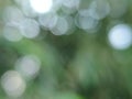 Natural white bokeh light from lush leaves in the forest. Royalty Free Stock Photo