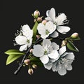 Natural White cherry blossom flowers PNG Form Royalty Free Stock Photo