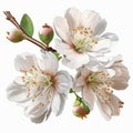 Natural White cherry blossom flowers PNG Form Royalty Free Stock Photo