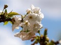 Natural white cherry blossom opn branch Royalty Free Stock Photo