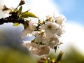 Natural white cherry blossom opn branch Royalty Free Stock Photo