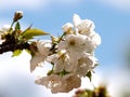 Natural white cherry blossom opn branch Royalty Free Stock Photo