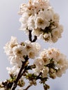 Natural white cherry blossom opn branch Royalty Free Stock Photo