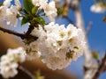 Natural white cherry blossom opn branch Royalty Free Stock Photo