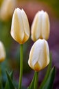 Natural white closeup landscape view of tulips. Isolated group of flowers growing from stems with natural details. Green
