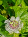 Natural White Flower Beautiful Look On Plants Royalty Free Stock Photo