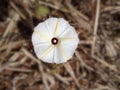 Natural white flower