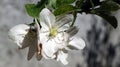 White apple blossoms, abstract photo