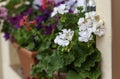 Natural white geraniums