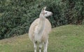 Natural white llama on the Machu Picchu ruins