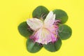 Natural white passion flower with pink stamens and a green leaves Royalty Free Stock Photo